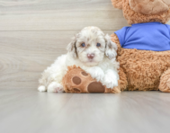 8 week old Cockapoo Puppy For Sale - Florida Fur Babies