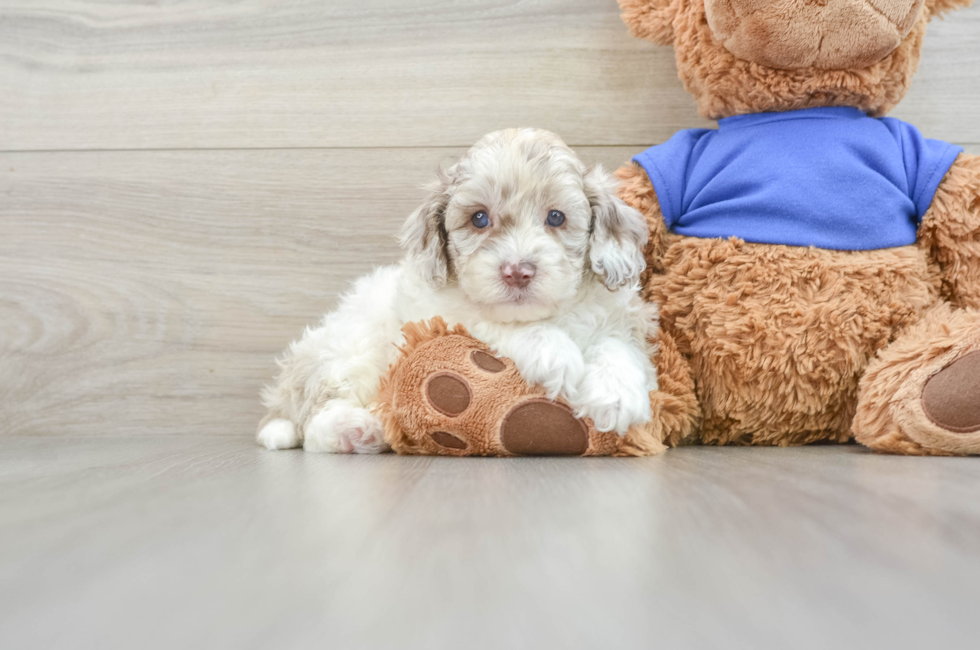 8 week old Cockapoo Puppy For Sale - Florida Fur Babies