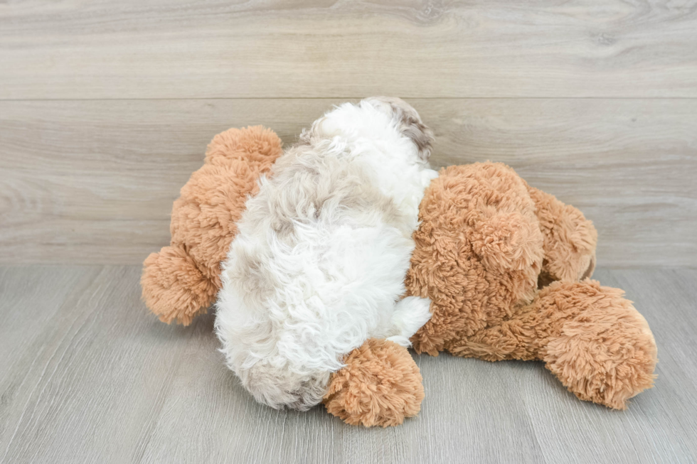 Smart Cockapoo Poodle Mix Pup