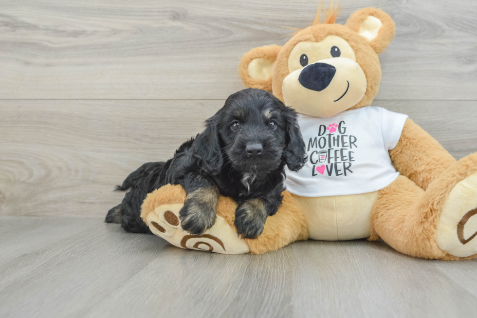 Adorable Cocker Doodle Poodle Mix Puppy