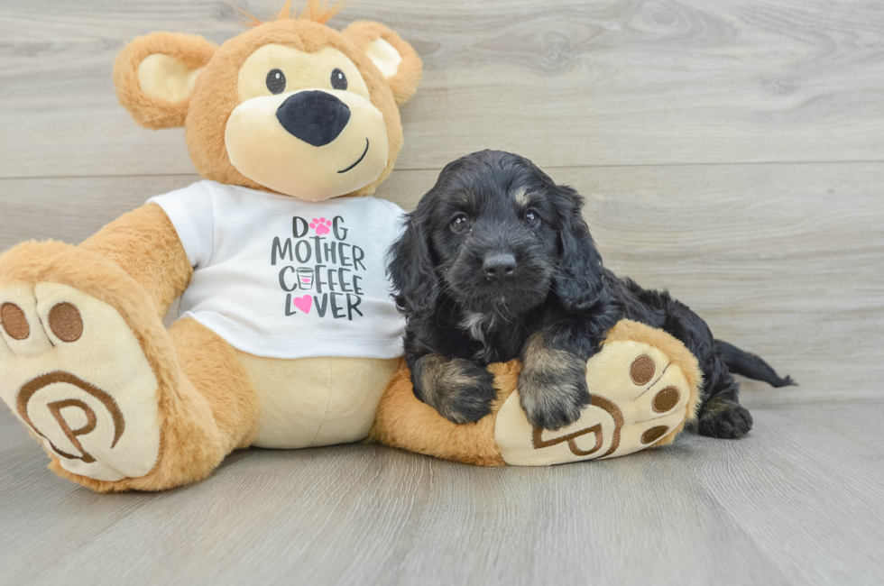 5 week old Cockapoo Puppy For Sale - Florida Fur Babies