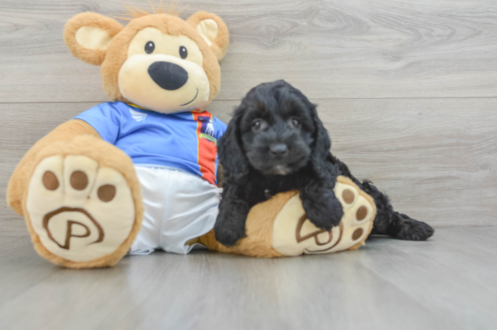 5 week old Cockapoo Puppy For Sale - Florida Fur Babies