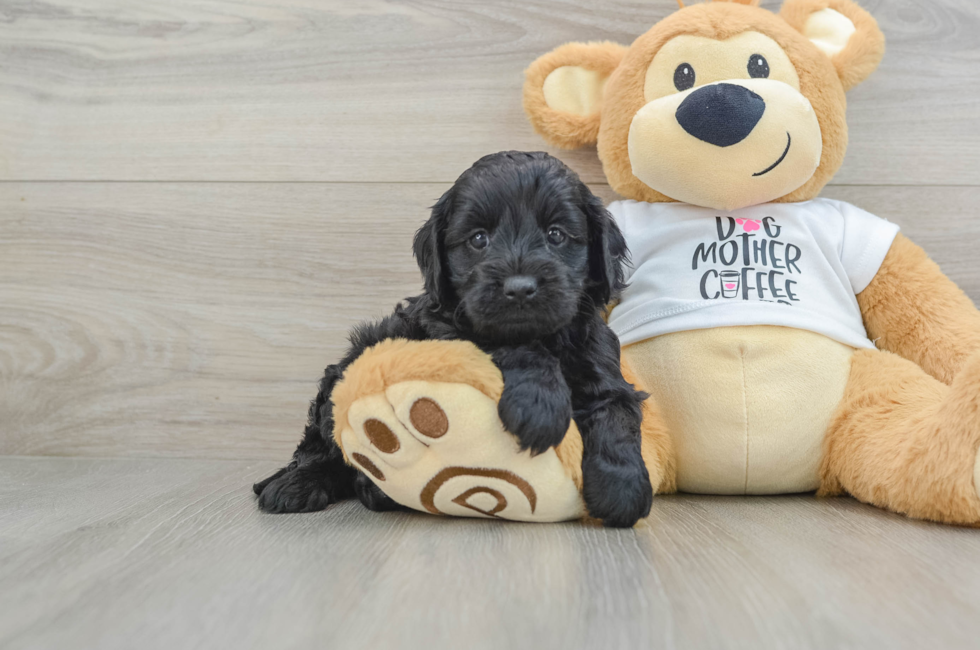 5 week old Cockapoo Puppy For Sale - Florida Fur Babies