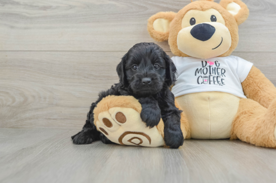 Smart Cockapoo Poodle Mix Pup