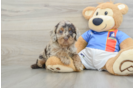 Cockapoo Puppy for Adoption