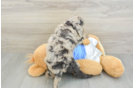 Sweet Cockapoo Baby