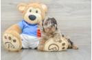 Popular Cockapoo Poodle Mix Pup