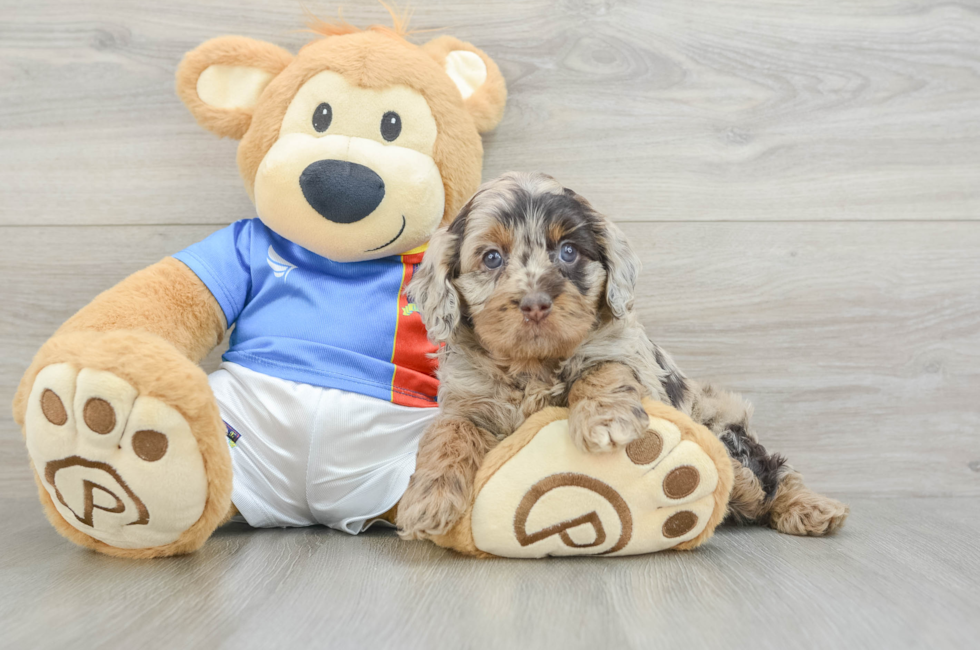 5 week old Cockapoo Puppy For Sale - Florida Fur Babies