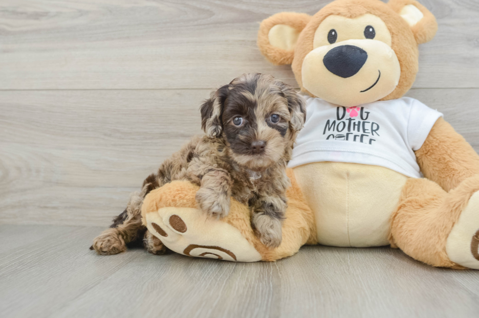 5 week old Cockapoo Puppy For Sale - Florida Fur Babies