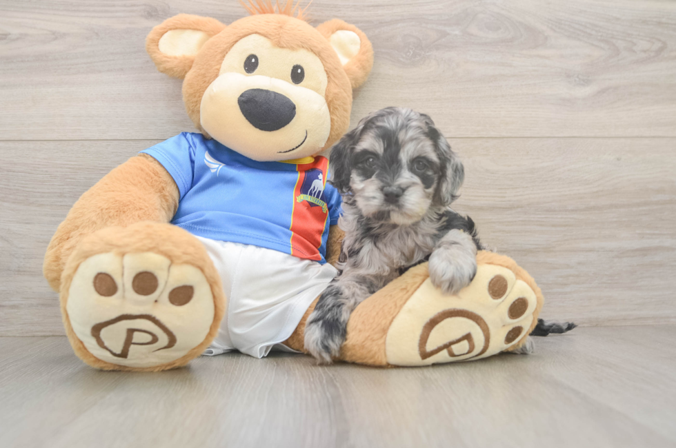 5 week old Cockapoo Puppy For Sale - Florida Fur Babies