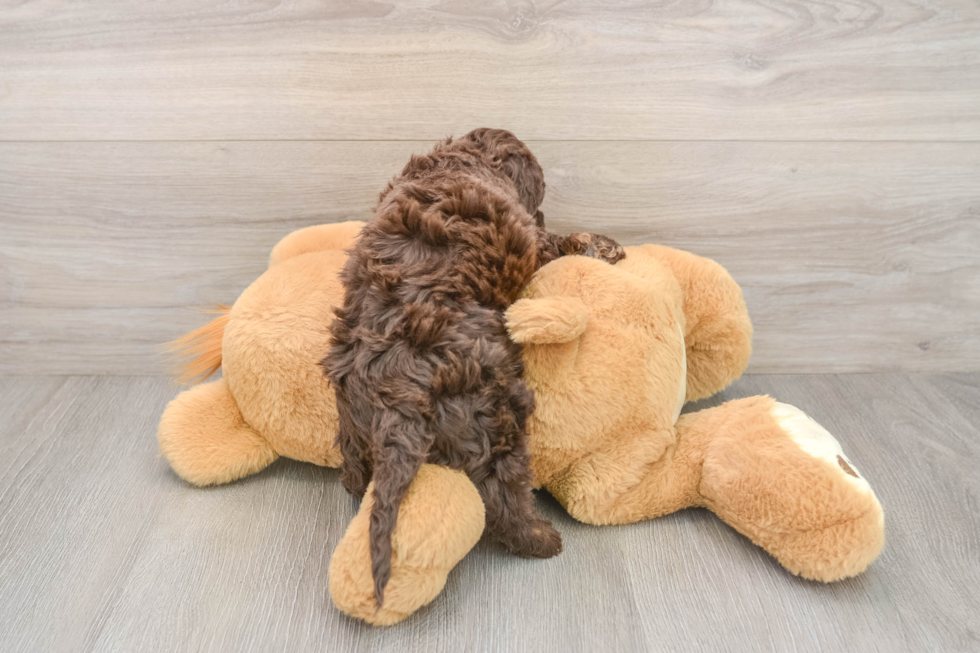 Cockapoo Puppy for Adoption