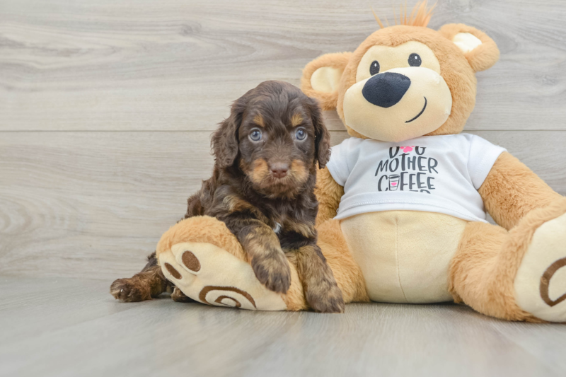 Meet Faith - our Cockapoo Puppy Photo 1/3 - Florida Fur Babies