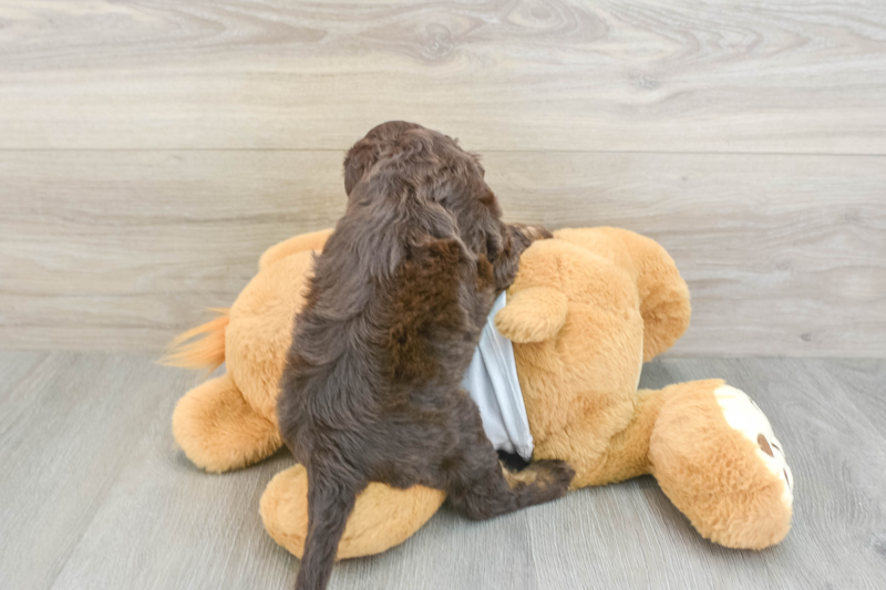 Meet Faith - our Cockapoo Puppy Photo 2/3 - Florida Fur Babies