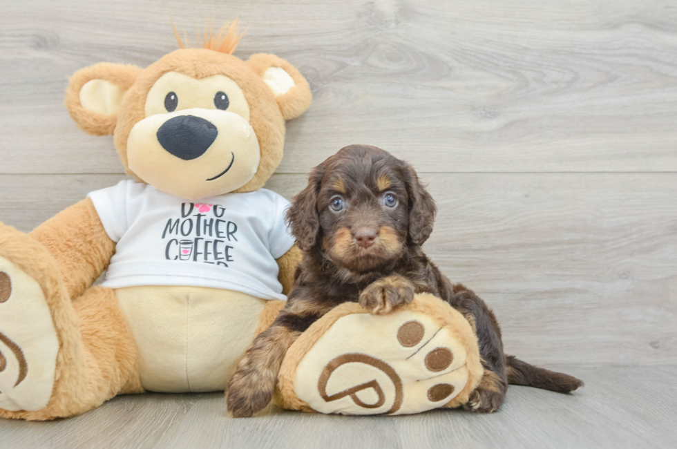 5 week old Cockapoo Puppy For Sale - Florida Fur Babies