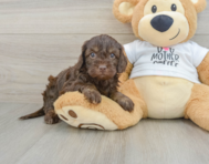 7 week old Cockapoo Puppy For Sale - Florida Fur Babies