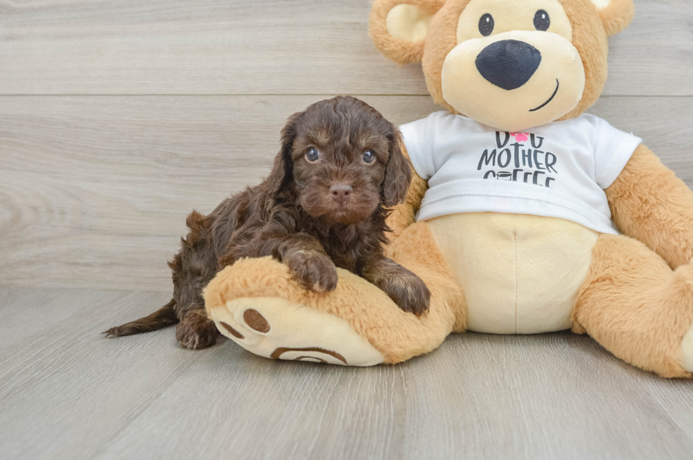 5 week old Cockapoo Puppy For Sale - Florida Fur Babies