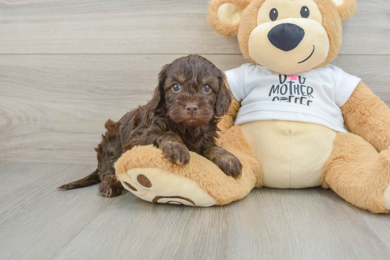 Meet Faith - our Cockapoo Puppy Photo 1/3 - Florida Fur Babies