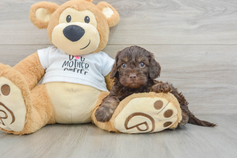 Meet Faith - our Cockapoo Puppy Photo 3/3 - Florida Fur Babies