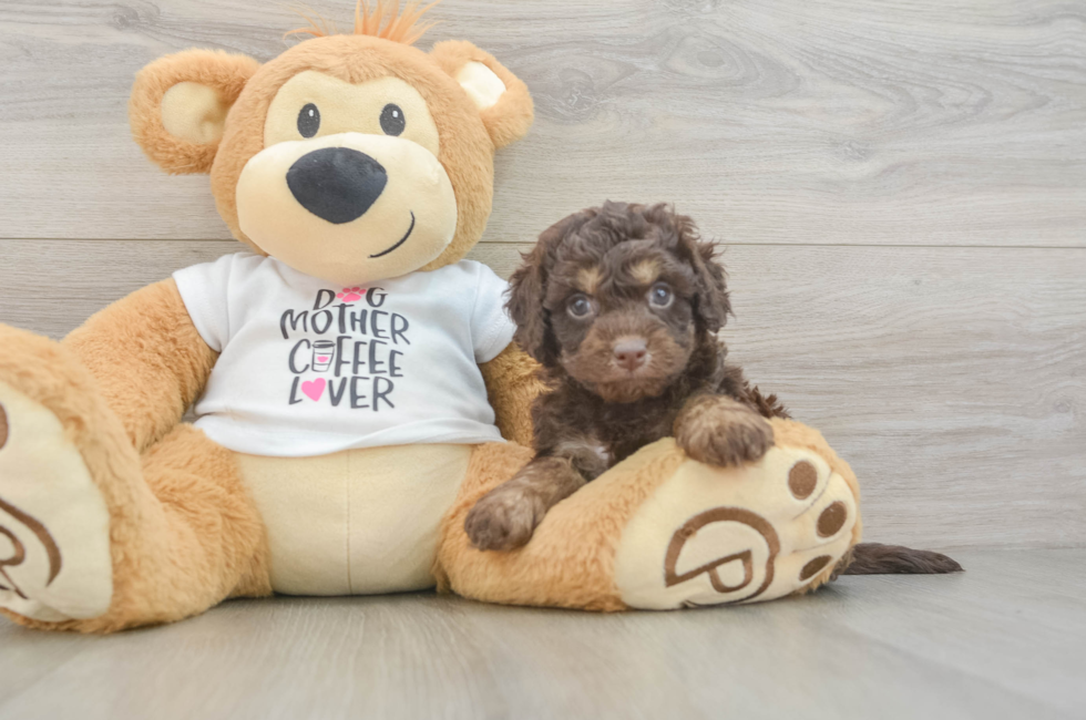 5 week old Cockapoo Puppy For Sale - Florida Fur Babies