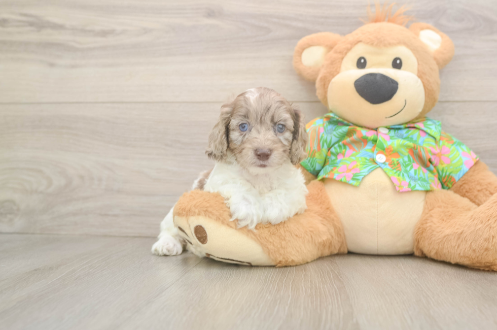 6 week old Cockapoo Puppy For Sale - Florida Fur Babies