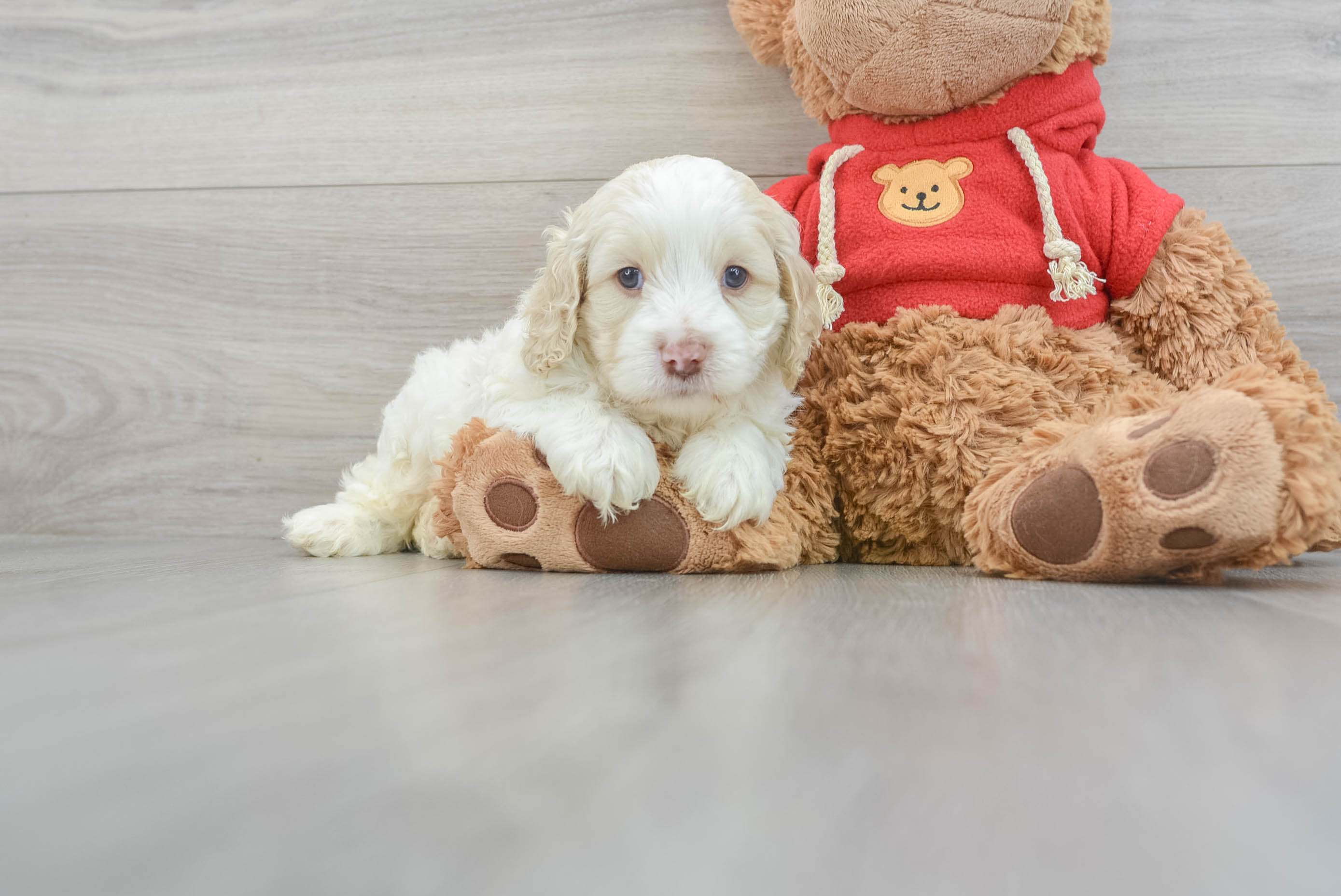 Baby cockapoo hot sale puppies