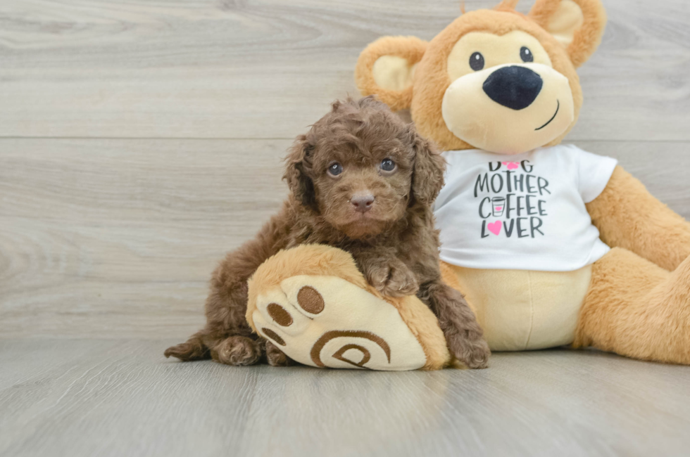 5 week old Cockapoo Puppy For Sale - Florida Fur Babies