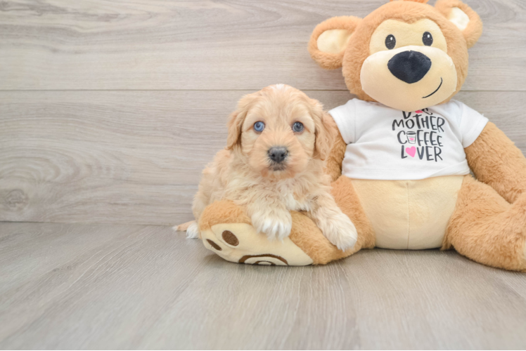 Funny Cockapoo Poodle Mix Pup