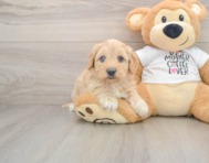 5 week old Cockapoo Puppy For Sale - Florida Fur Babies
