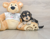 5 week old Cockapoo Puppy For Sale - Florida Fur Babies