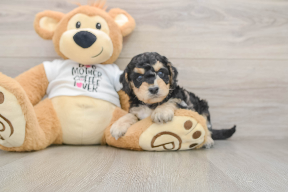 Hypoallergenic Cocker Doodle Poodle Mix Puppy