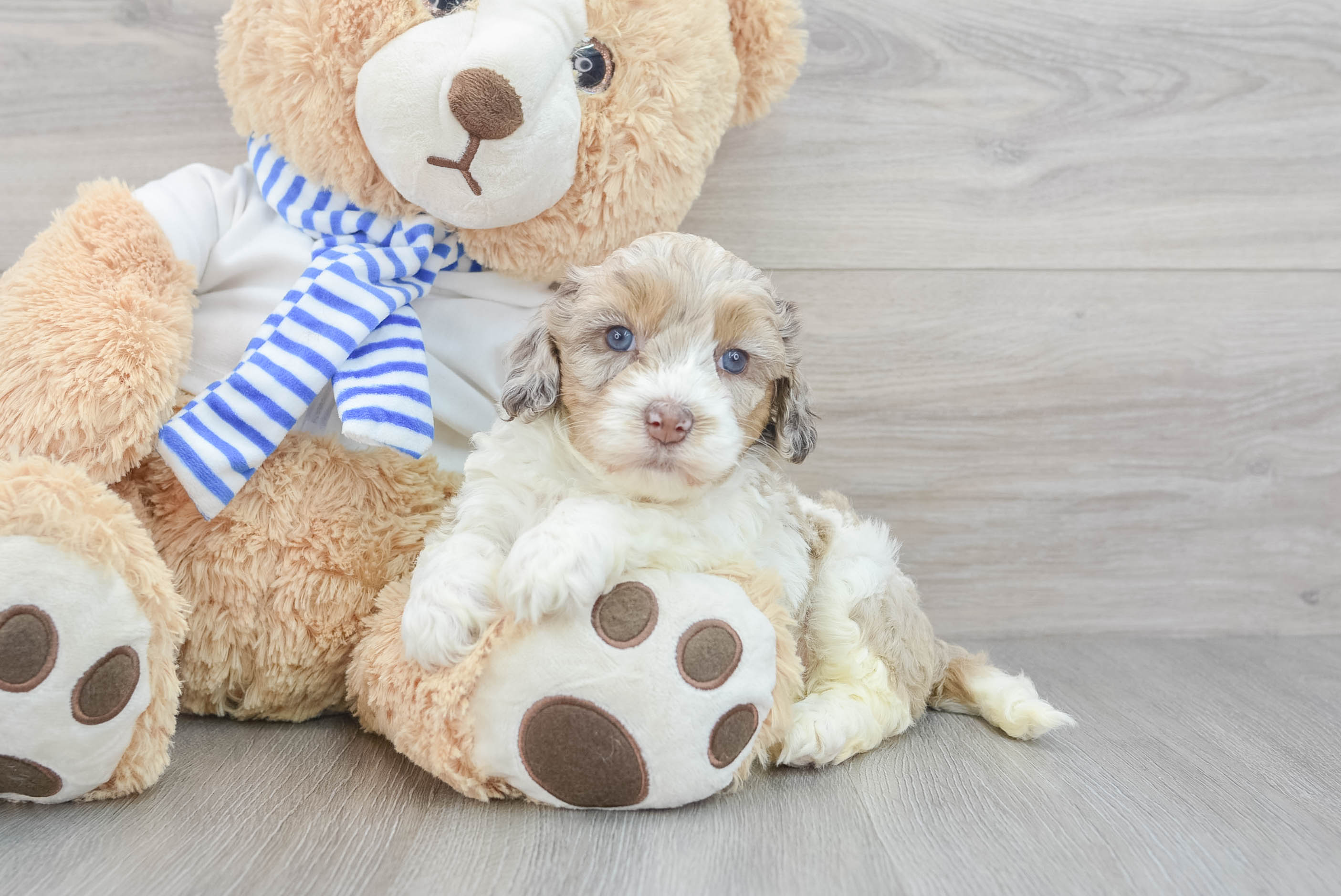 Teddy bear clearance cockapoo for