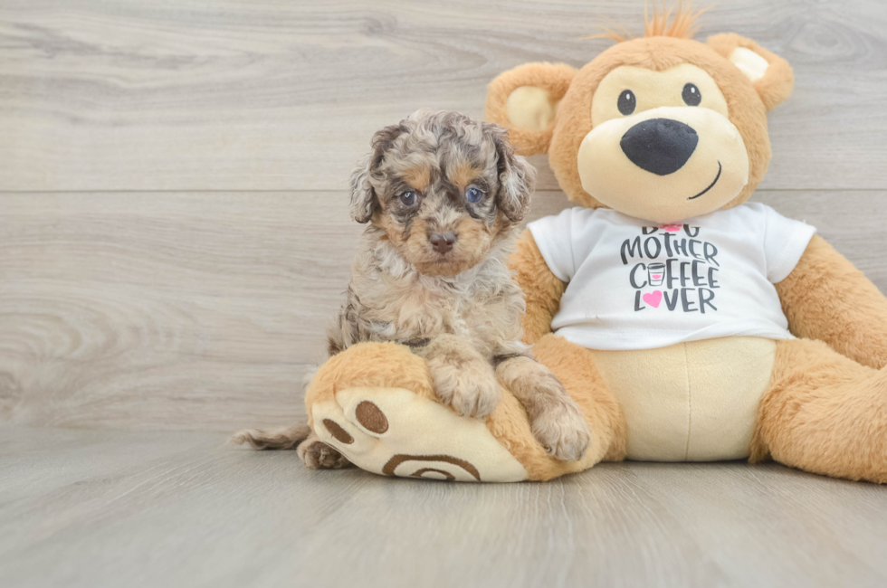 5 week old Cockapoo Puppy For Sale - Florida Fur Babies