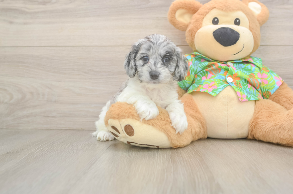 6 week old Cockapoo Puppy For Sale - Florida Fur Babies
