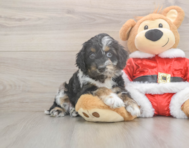 7 week old Cockapoo Puppy For Sale - Florida Fur Babies