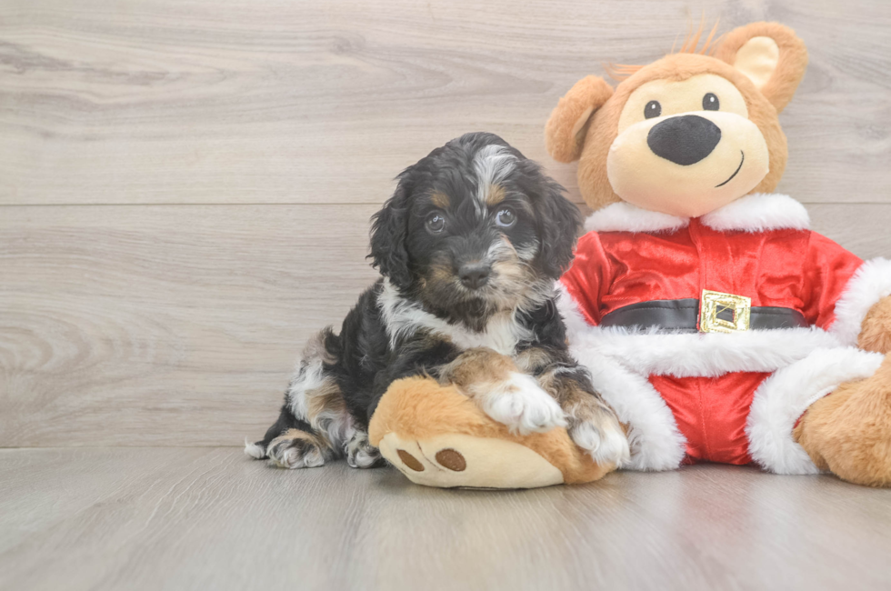 5 week old Cockapoo Puppy For Sale - Florida Fur Babies