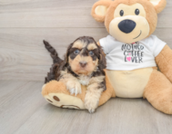 7 week old Cockapoo Puppy For Sale - Florida Fur Babies