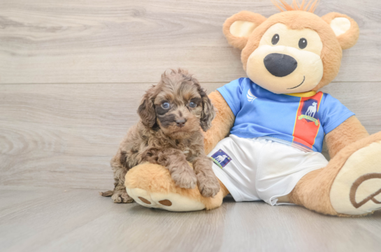 Cockapoo Puppy for Adoption