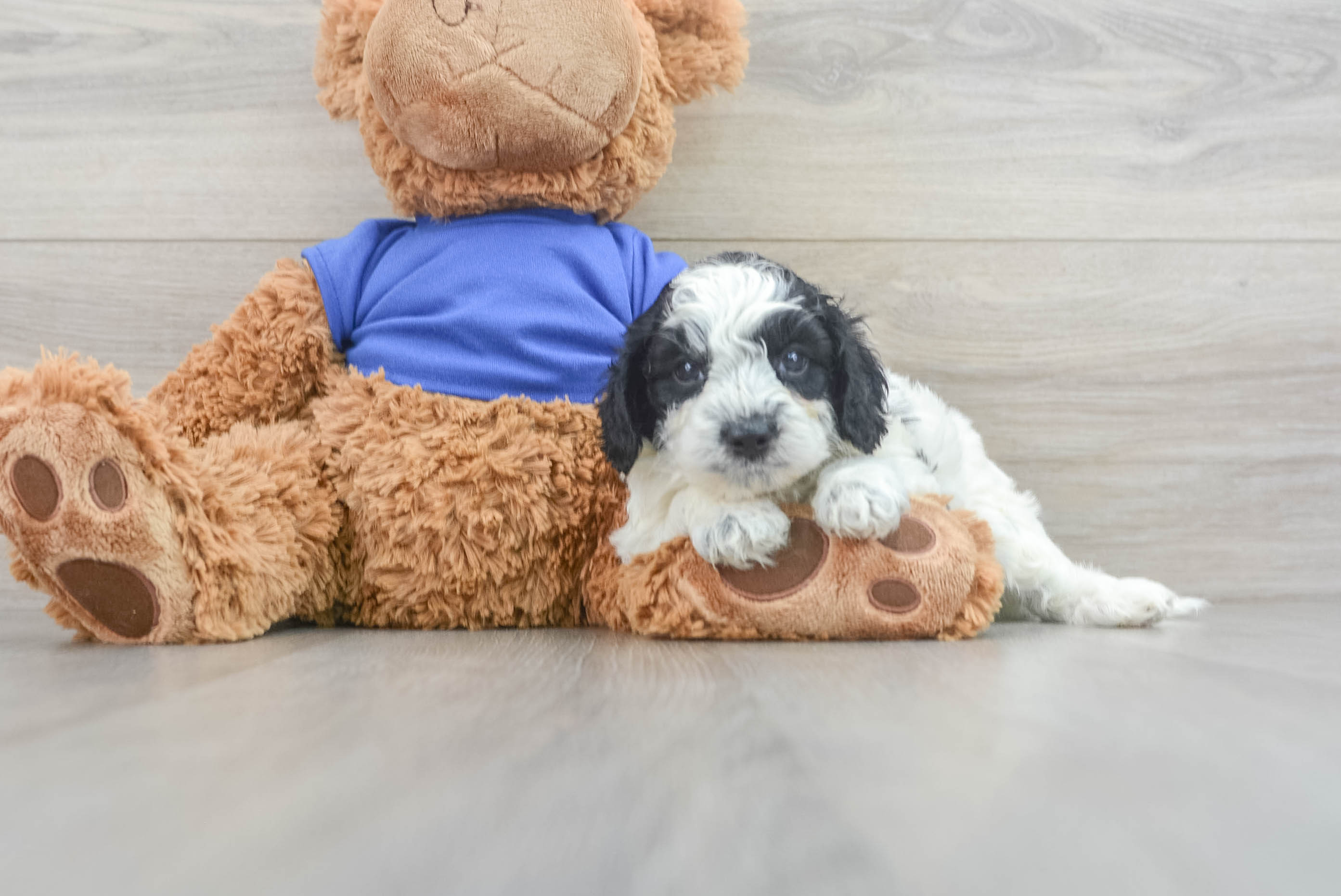 Best Cockapoo Baby