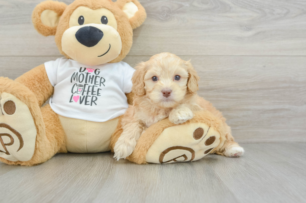 5 week old Cockapoo Puppy For Sale - Florida Fur Babies