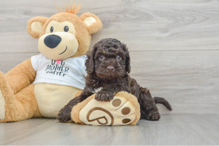 Cockapoo Puppy for Adoption