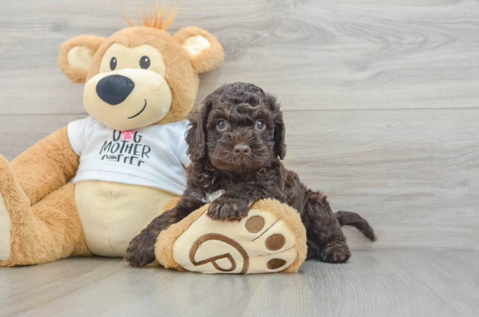 5 week old Cockapoo Puppy For Sale - Florida Fur Babies