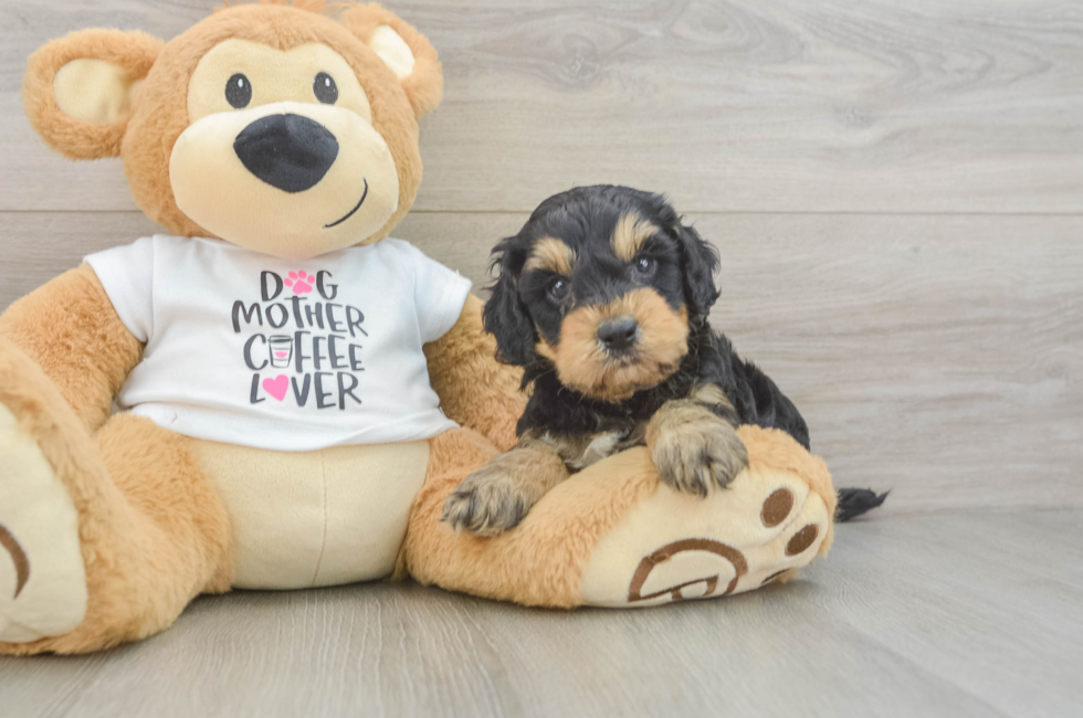 5 week old Cockapoo Puppy For Sale - Florida Fur Babies