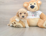 6 week old Cockapoo Puppy For Sale - Florida Fur Babies