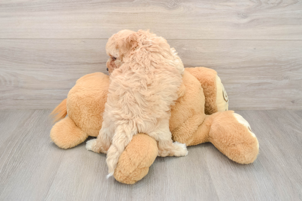 Playful Cocker Doodle Poodle Mix Puppy