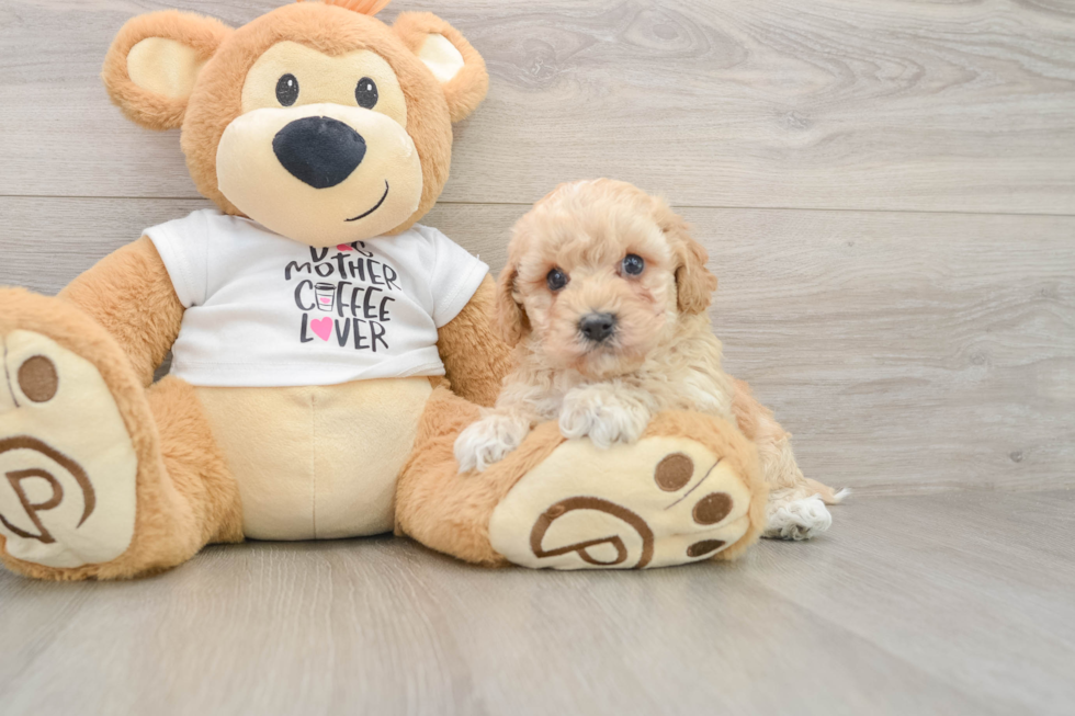 Fluffy Cockapoo Poodle Mix Pup
