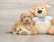 5 week old Cockapoo Puppy For Sale - Florida Fur Babies