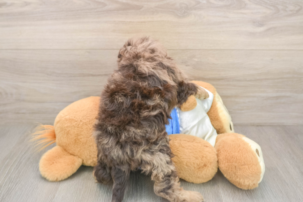 Best Cockapoo Baby