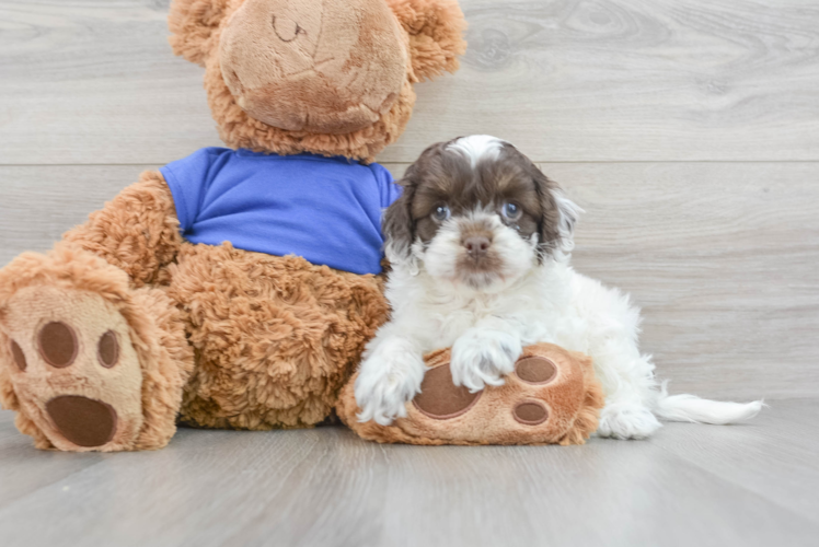 Cockapoo Puppy for Adoption