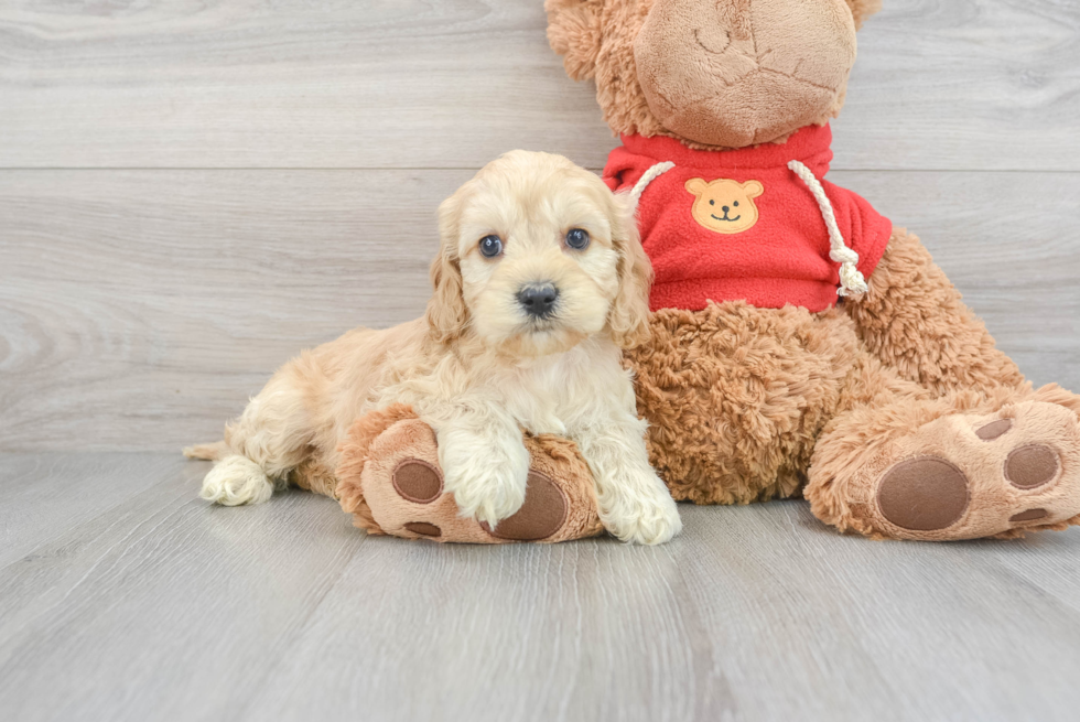 Best Cockapoo Baby