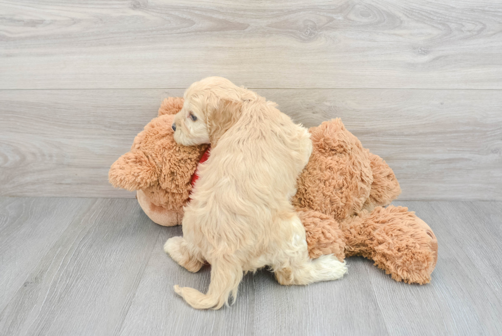 Cockapoo Puppy for Adoption
